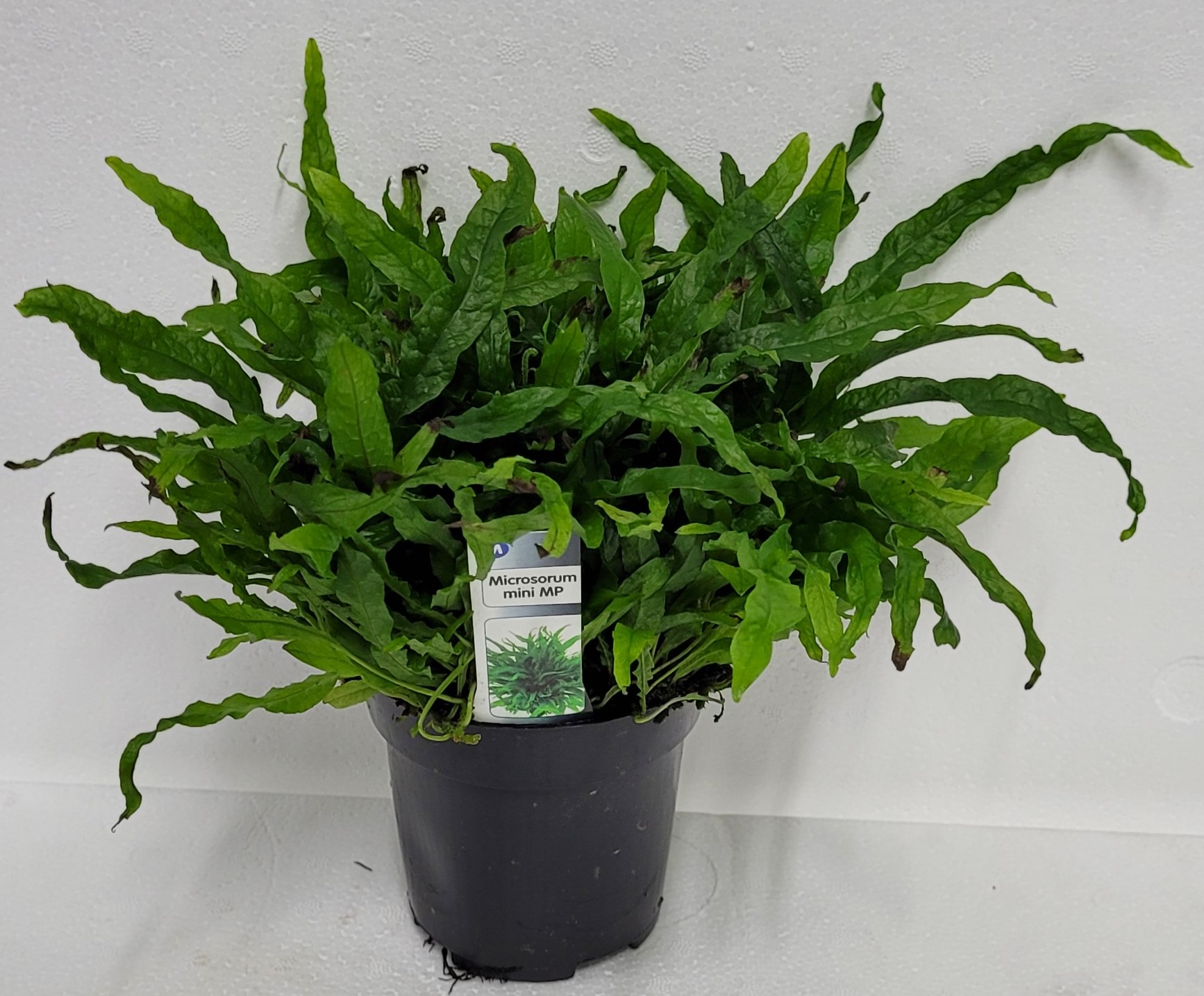 Microsorum mini  Moderplanta