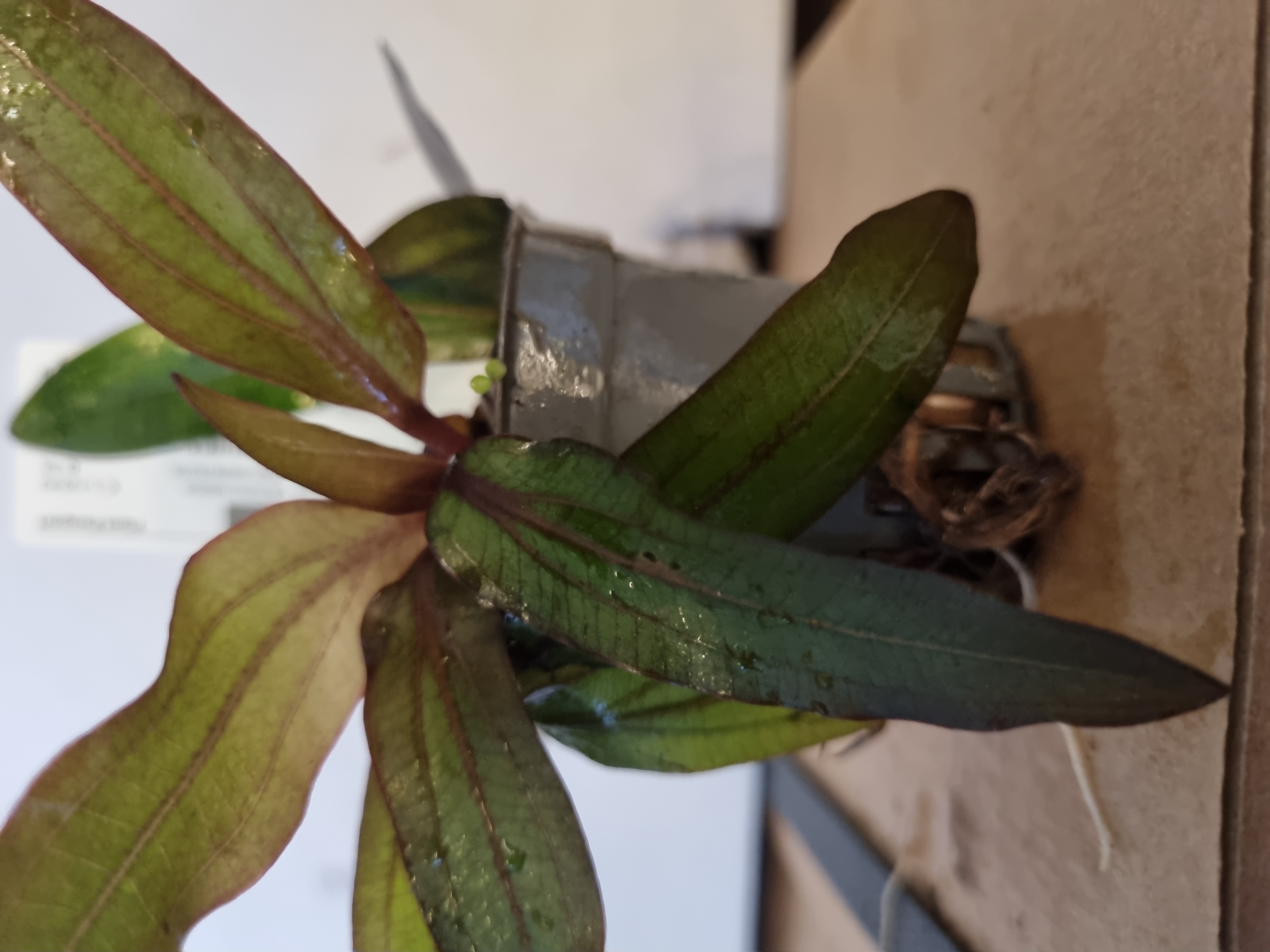 Echinodorus Rubin - 2