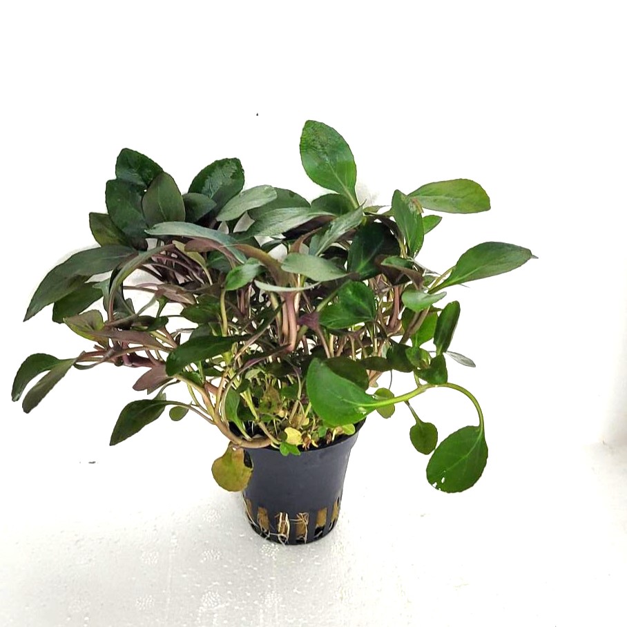 Lobelie cardinalis mini