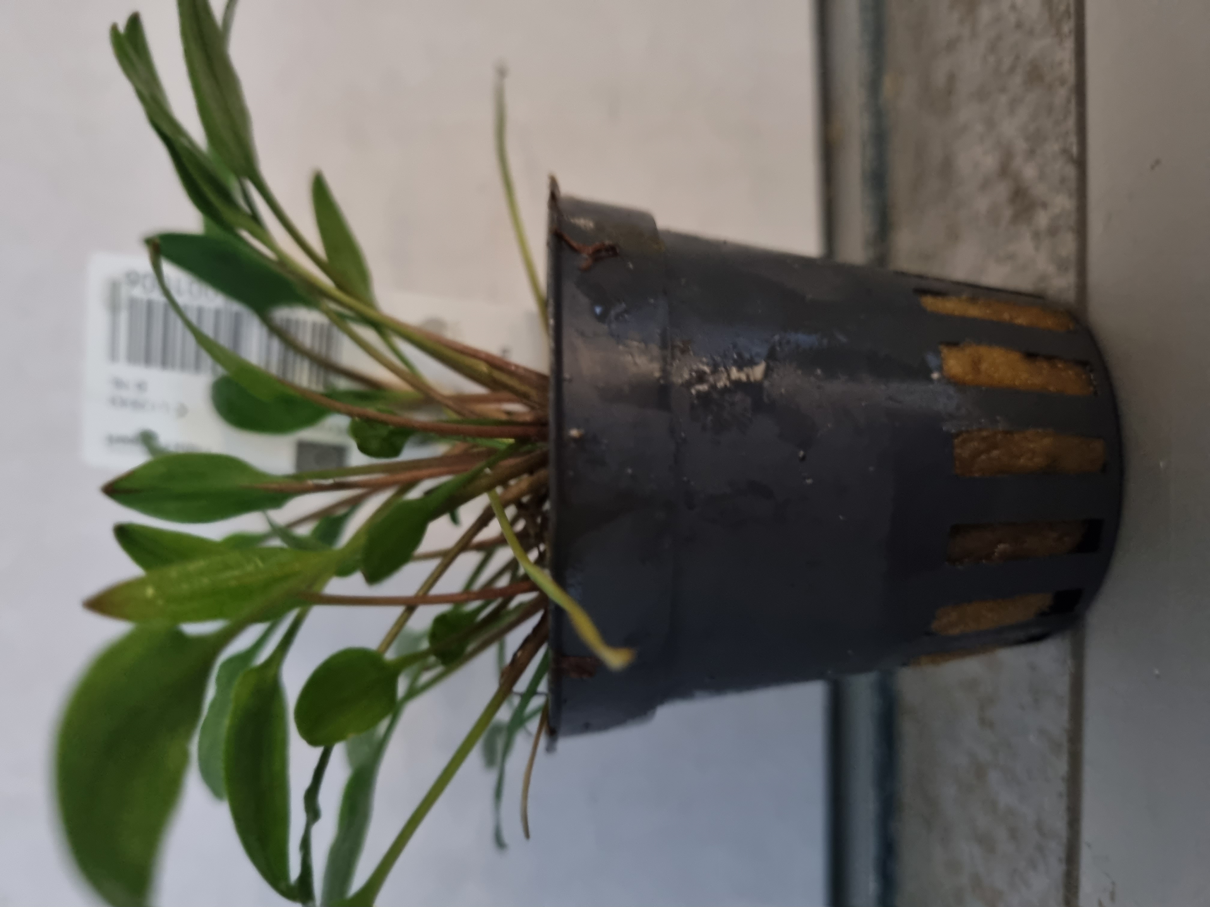Cryptocoryne Lucens