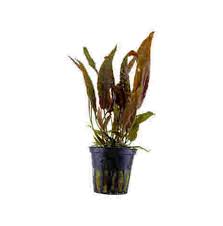 Cryptocoryne Usteriana