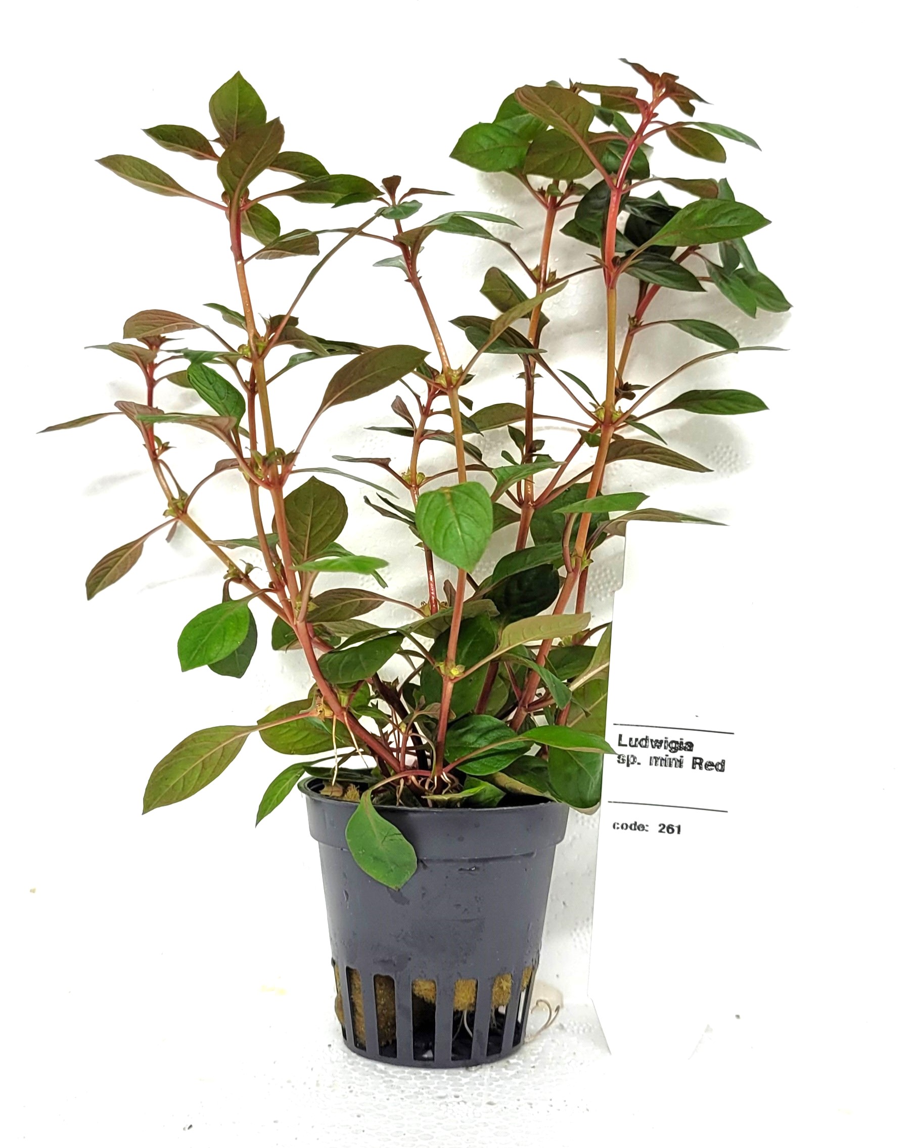 Ludwigia sp mini red