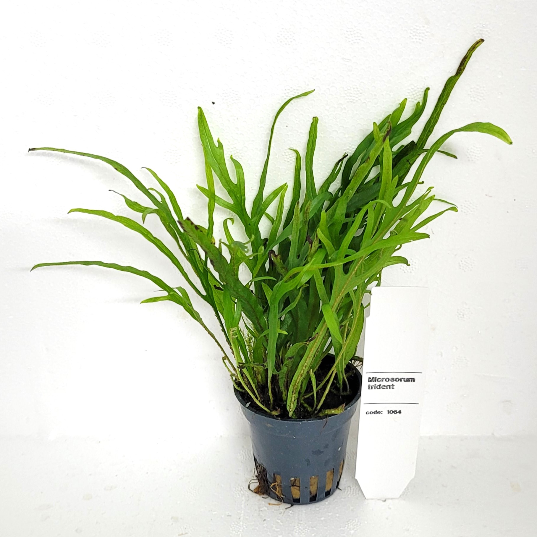 Microsorum Trident