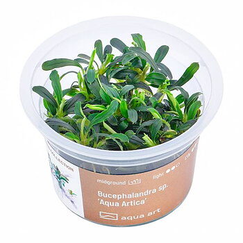 Bucephalandra sp. "Aqua Artica