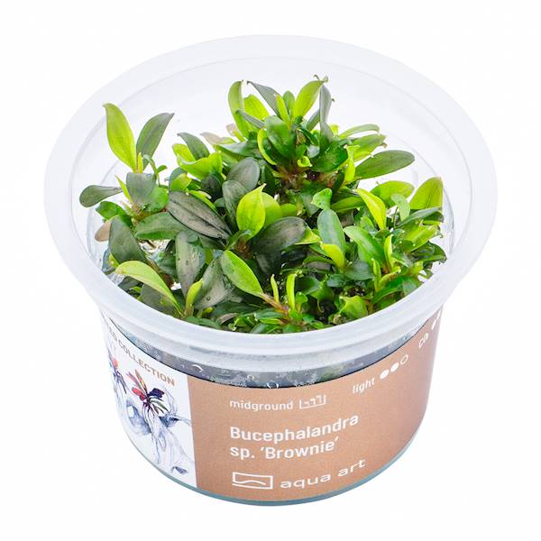 Bucephalandra sp. 'Brownie'