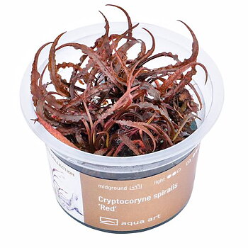 Cryptocoryne spiralis 'Red' RARE