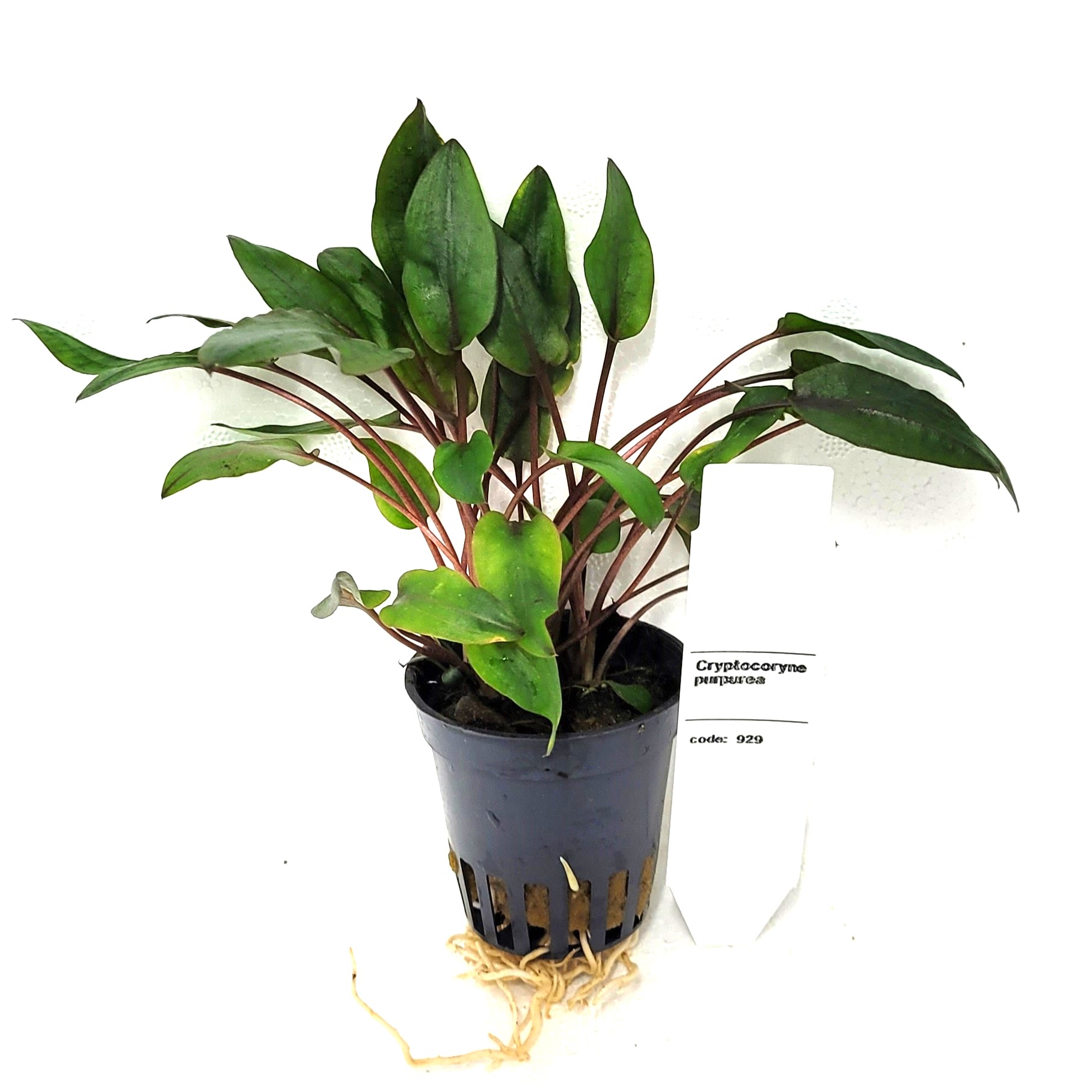 Cryptocoryne purpurea