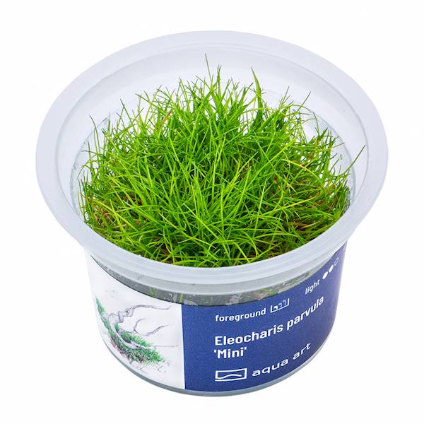 Eleocharis parvula 'Mini'