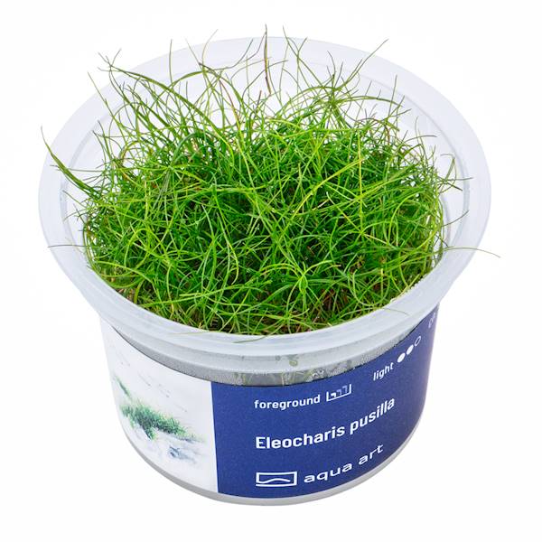 Eleocharis pusilla