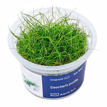 Eleocharis pusilla