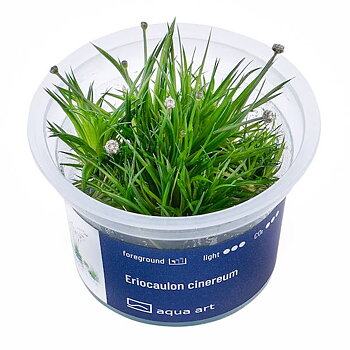 Eriocaulon cinereum