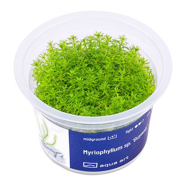  Myriophyllum sp. "Guyana"