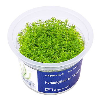  Myriophyllum sp. "Guyana"