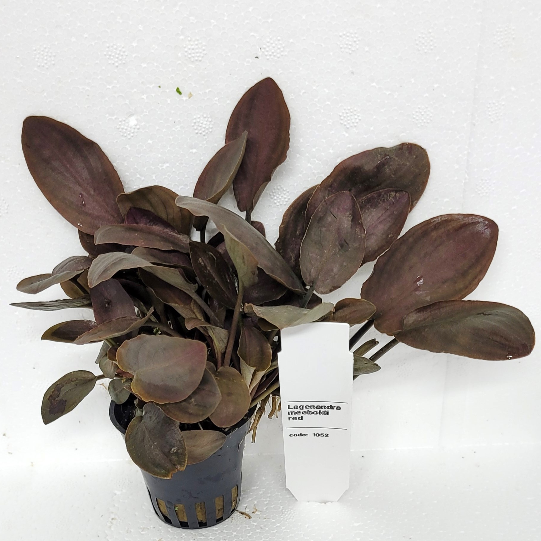 Laganandra Meeboldi red - 2