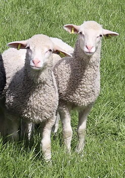 Swedish Merino