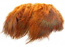 Ringneck Rump Hackle - Wapsi - 3