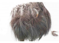 Ringneck Rump Hackle - Wapsi - 5