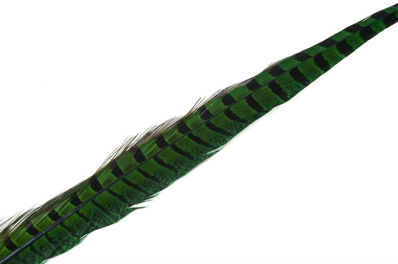 Fasantupp mittre stjärtfjädrar -  - 5