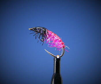 Czech Pink Black Nymph 