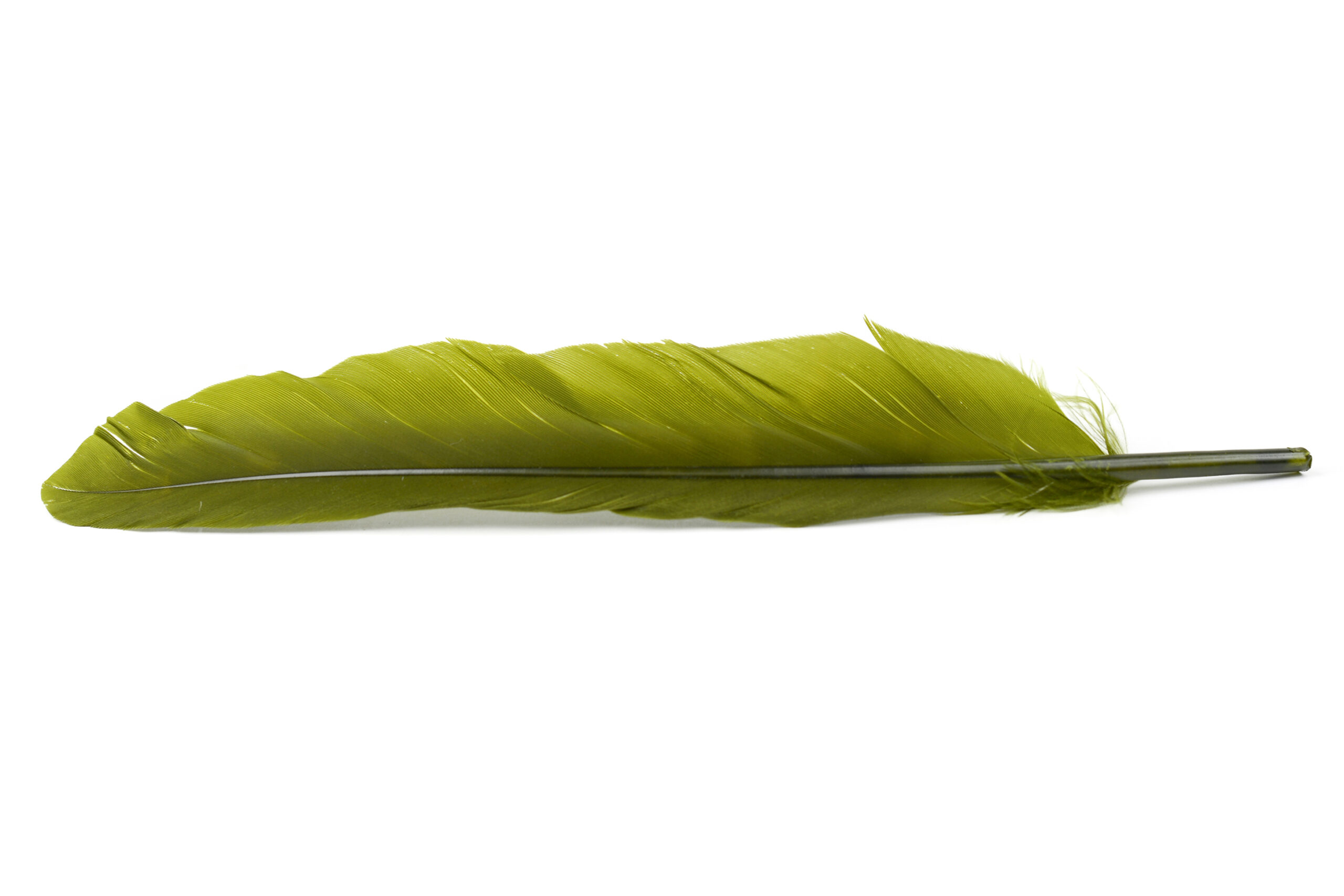 Duck Quills - Vingpenna - 10