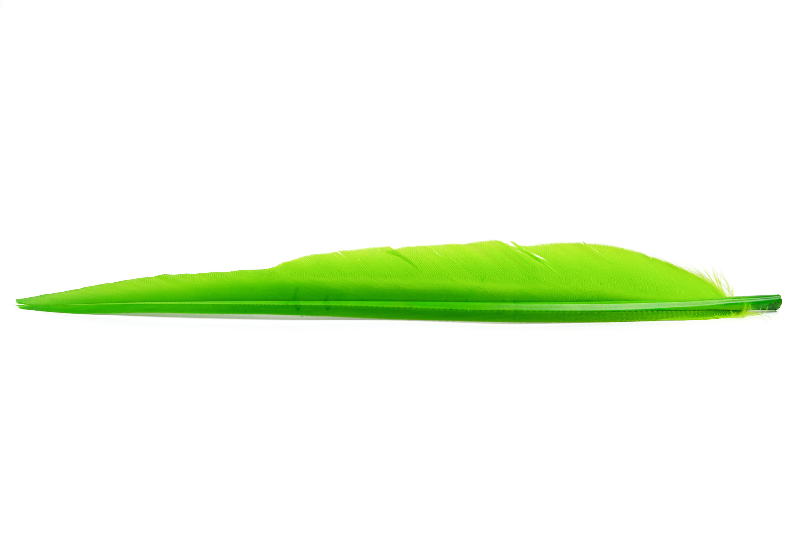 Duck Quills - Vingpenna - 7
