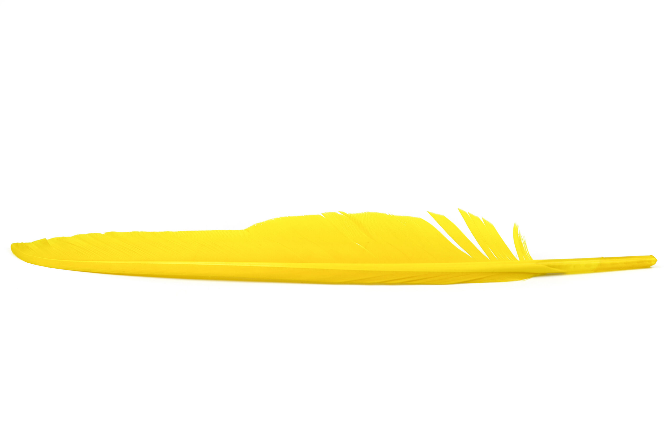 Duck Quills - Vingpenna - 3