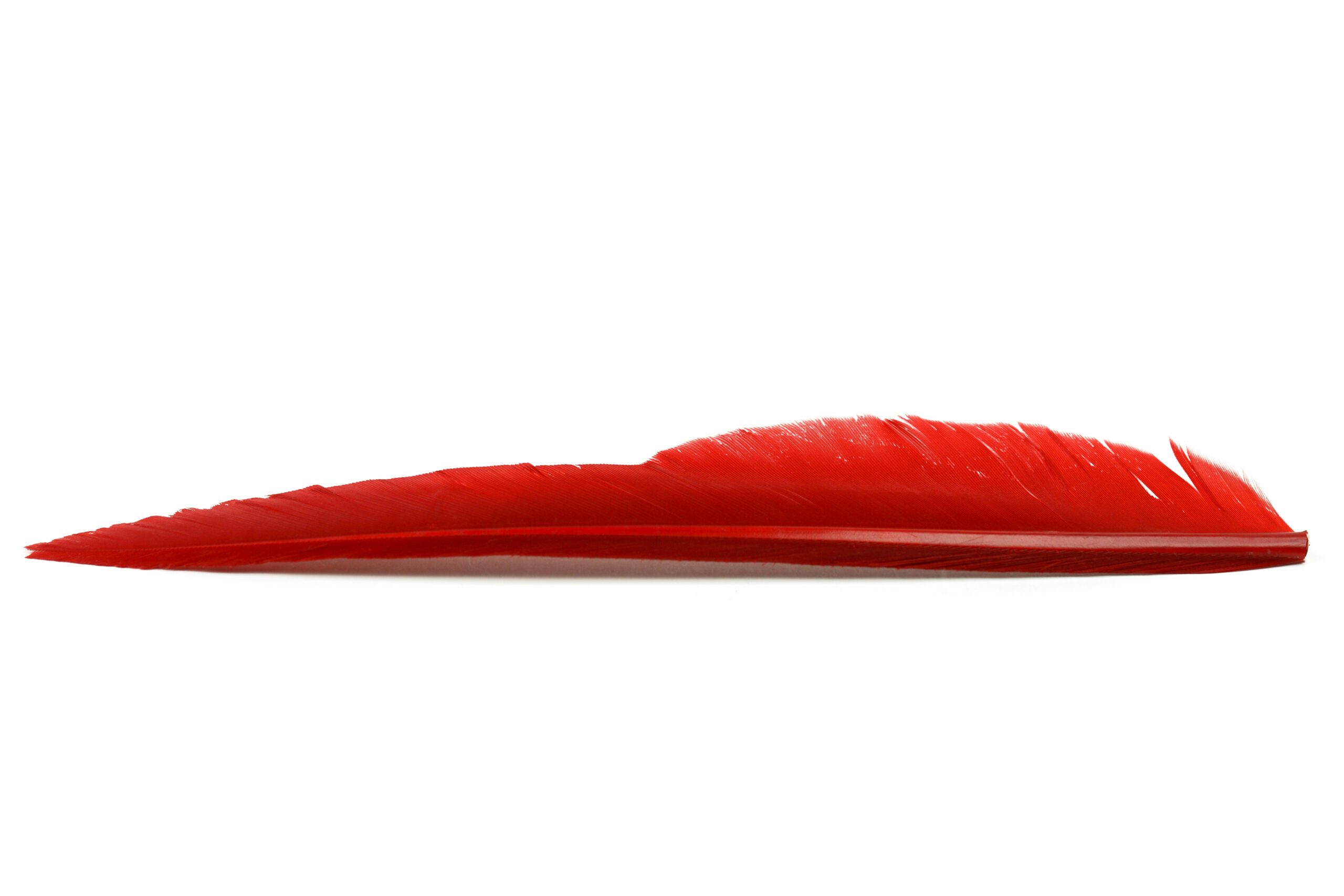 Duck Quills - Vingpenna - 4