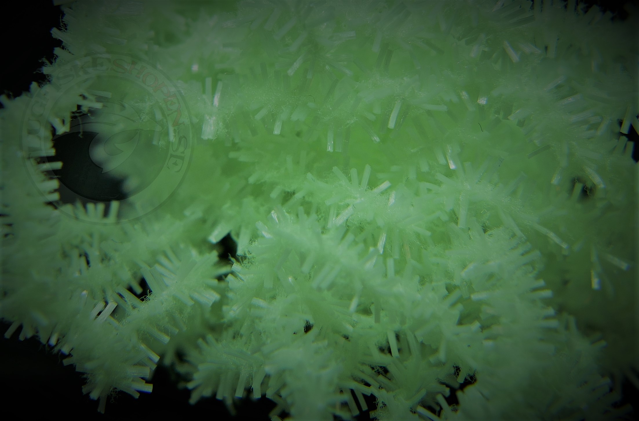  FNF Jumbo ChewingGum (worm) - 12