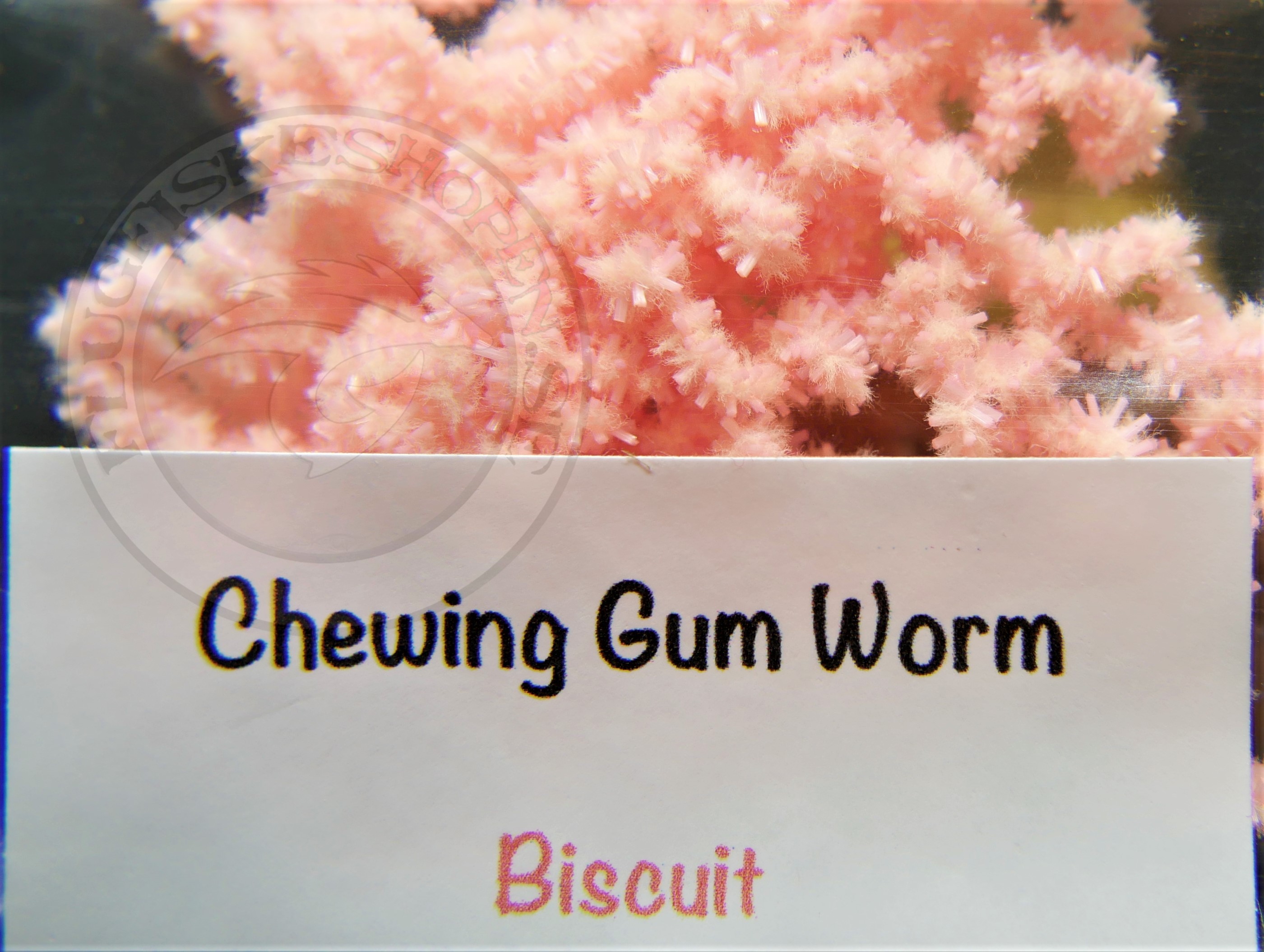 FNF ChewingGum (worm) - 14 färger  - 3