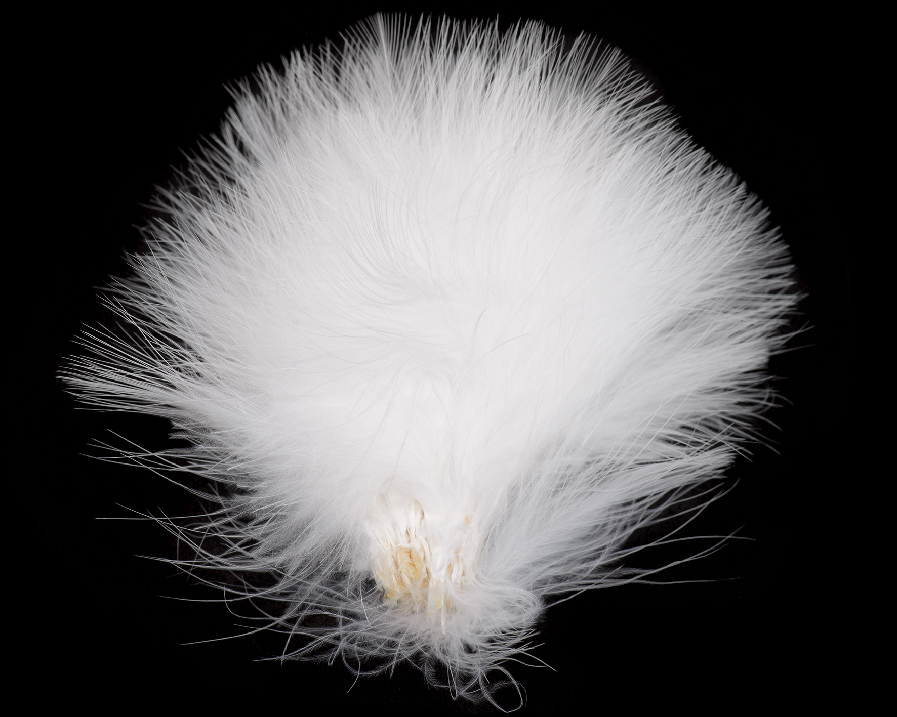 Fish Hunter Blood Quill Marabou - Nature's Spirit  - 2