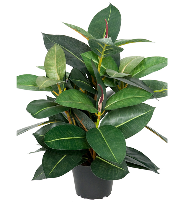 Fikus Robusta höjd 40cm