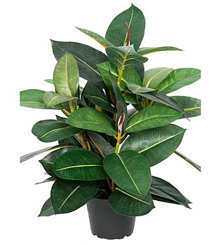 Fikus Robusta höjd 40cm