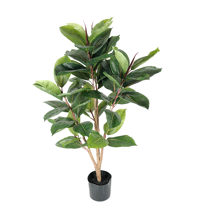 Fikus Robusta höjd 90cm
