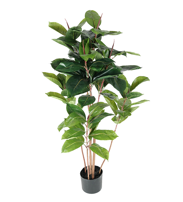 Fikus Robusta höjd 120cm