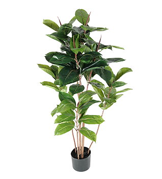 Fikus Robusta höjd 120cm