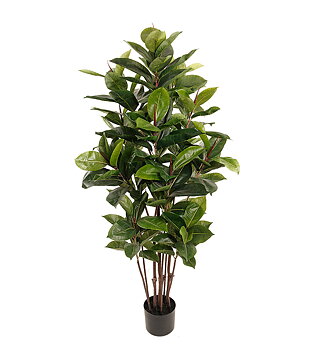 Fikus Robusta höjd 150cm