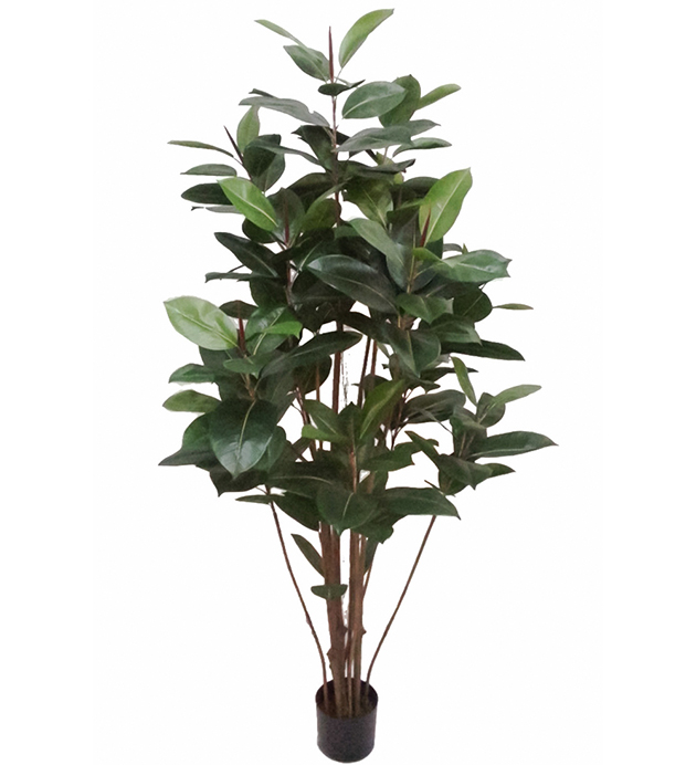 Fikus Robusta höjd 180cm