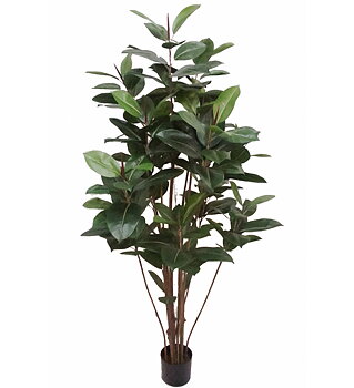 Fikus Robusta höjd 180cm