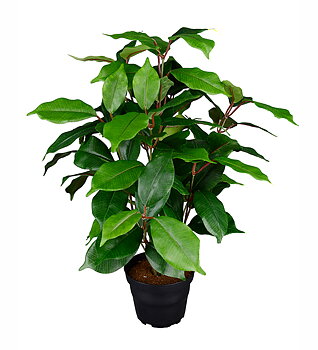 Fikus Benjamin höjd 40cm