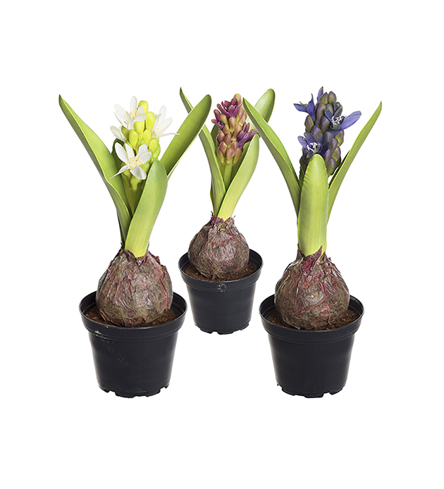 Hyacint Mix höjd 22cm