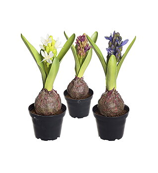Hyacint Mix höjd 22cm