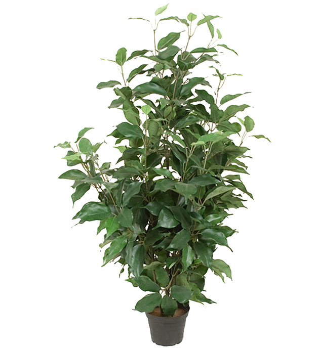 Fikus Benjamin höjd 80cm