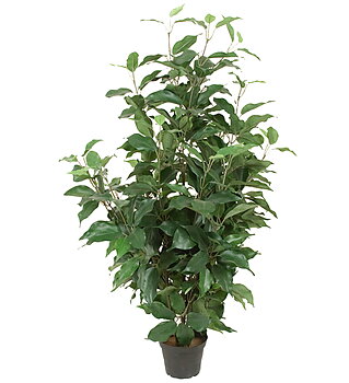 Fikus Benjamin höjd 80cm