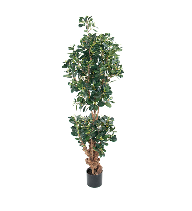 Fikus Panda höjd 120cm
