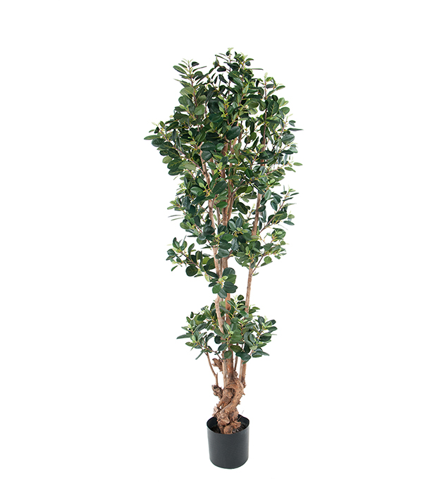 Fikus Panda höjd 150cm