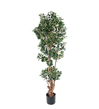 Fikus Panda höjd 150cm