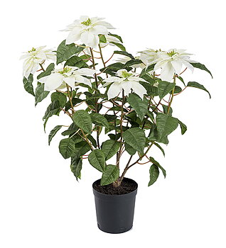 Julstjärna Vit höjd 70cm