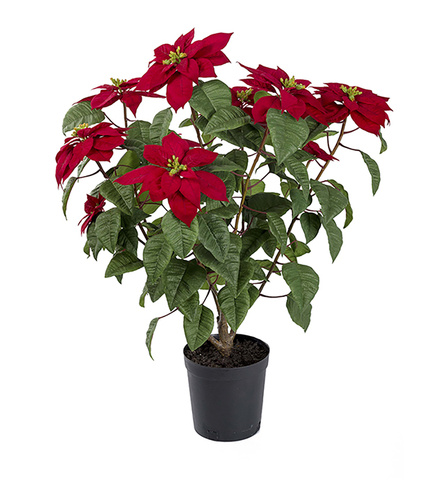 Julstjärna Röd höjd 70cm