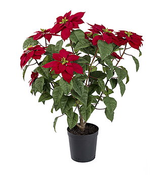Julstjärna Röd höjd 70cm
