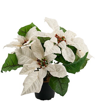 Julstjärna Vit höjd 23cm